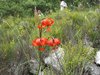 Un lys sauvage au bord de notre chemin